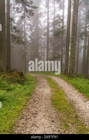 Un chemin de gravier sinueux mène à travers une forêt brumeuse avec une végétation verte, sentier de randonnée dans les montagnes entre arbres verts, Gosau, Autriche Banque D'Images