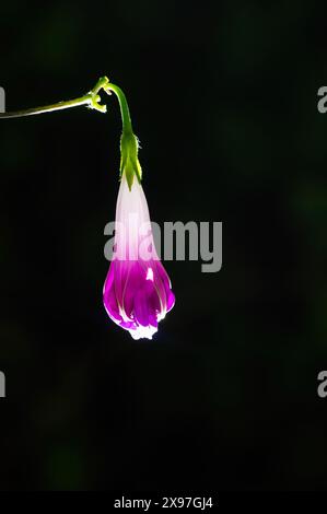 Gloire matinale fleurissant dans le jardin. Fond noir. Fleur violette sous la forme d'un lampadaire. Banque D'Images