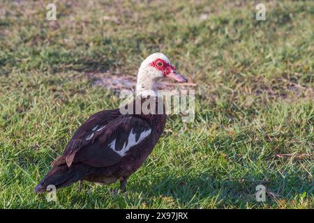 Femelle sauvage canard de Barbarie (Cairina moschata) marchant sur l'herbe. Floride. ÉTATS-UNIS Banque D'Images