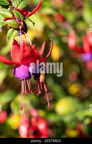 Abeille de miel visitant une paire de fleurs fuchsia roses et violettes. Les abeilles sont un pollinisateur important. Composition verticale. Banque D'Images