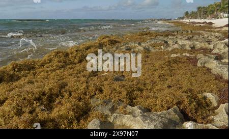 L'herbe sargasse couvre la plage de Dorado Royale hote à Cancun, Yucatan, péninsule, Mexique Banque D'Images