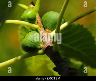 Détail d'un figuier biologique, feuilles et figues vertes non mûres. Ficus carica. Printemps - été. Oeiras, Portugal. Banque D'Images