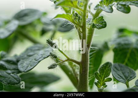 Tomates pelucheuses avant le début de la floraison, fleurs non ouvertes gros plan macro Banque D'Images