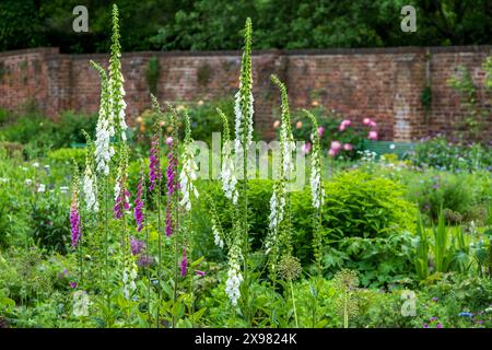 Foxgants poussant en mai dans Eastcote House Gardens, jardin clos historique à Londres, Royaume-Uni. Jardin est planté dans un schéma de style naturaliste. Banque D'Images