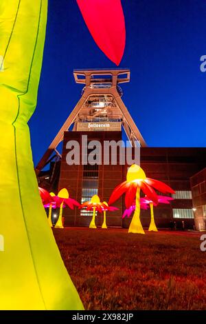 Feiern zum 25. Jubiläum der route der Industriekultur im Ruhrgebiet, mehrtägige Feste, Höhepunkt ist die Extraschicht, die lange Nacht der Industriekultur, hier Leuchtende Blumen illumination an der Zeche Zollverein Essen, Doppelbock Fördergerüst Schacht 12,NRW, Deutschland, Allemagne route der Industriekultur *** célébrations pour marquer le 25ème anniversaire de la route du patrimoine industriel dans la région de la Ruhr, festivals de plusieurs jours, le point culminant est l'Extraschicht, la longue nuit du patrimoine industriel, ici illuminant les fleurs à la mine Zollverein à Essen, Doppelbock pithead Winding t Banque D'Images