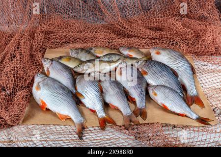 La carpe de poisson d'eau douce est vendue à l'étable du poissonnier. Poisson de carpe cru Greas sur le stand du marché. Comptoir de supermarché de fruits de mer plein de poisson frais. FR Banque D'Images