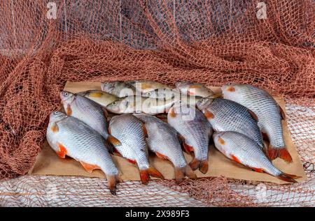 La carpe de poisson d'eau douce est vendue à l'étable du poissonnier. Poisson de carpe cru Greas sur le stand du marché. Comptoir de supermarché de fruits de mer plein de poisson frais. FR Banque D'Images