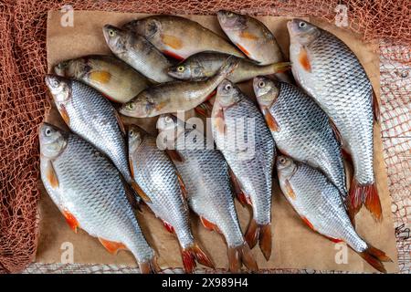 La carpe de poisson d'eau douce est vendue à l'étable du poissonnier. Poisson de carpe cru Greas sur le stand du marché. Comptoir de supermarché de fruits de mer plein de poisson frais. FR Banque D'Images