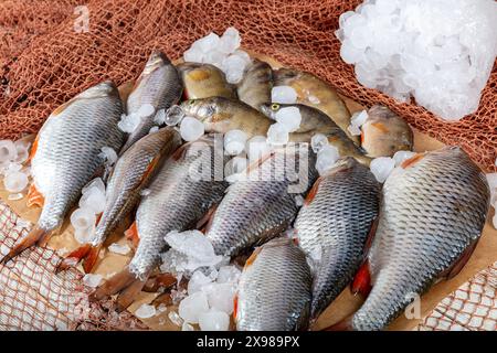 La carpe de poisson d'eau douce est vendue à l'étable du poissonnier. Poisson de carpe cru Greas sur le stand du marché. Comptoir de supermarché de fruits de mer plein de poisson frais. FR Banque D'Images