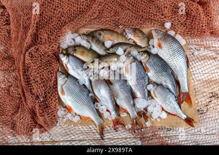 La carpe de poisson d'eau douce est vendue à l'étable du poissonnier. Poisson de carpe cru Greas sur le stand du marché. Comptoir de supermarché de fruits de mer plein de poisson frais. FR Banque D'Images