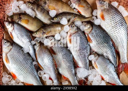 La carpe de poisson d'eau douce est vendue à l'étable du poissonnier. Poisson de carpe cru Greas sur le stand du marché. Comptoir de supermarché de fruits de mer plein de poisson frais. FR Banque D'Images