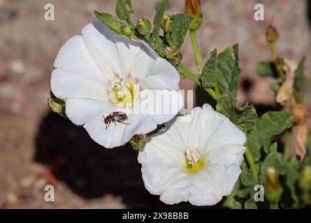 Près de quelques fleurs de ligogne avec un petit coléoptère à Green Valley Park à Payson, Arizona. Banque D'Images