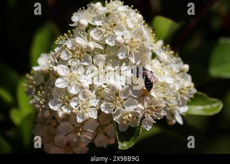 Abeille solitaire se nourrissant de quelques fleurs blanches dans une cour Payson, Arizona. Banque D'Images