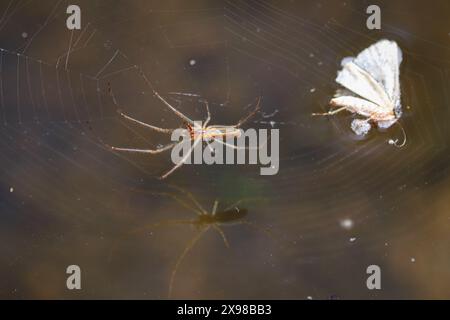 Stretch Spider ou Tetragnatha reposant dans sa toile au-dessus d'un ruisseau sur le sentier Cypress à Payson, Arizona. Banque D'Images