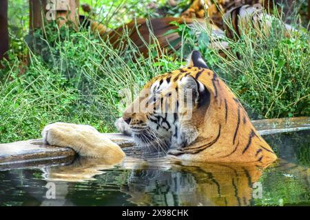 Tigre dans le parc zoologique Arignar Anna Banque D'Images