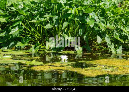 Un nénuphar pousse parmi les canards à la surface d'un étang dans le parc d'État Chain O' Lakes près d'Albion, Indiana, États-Unis. Banque D'Images