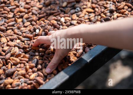 La main de la personne touchant les fèves de cacao Banque D'Images