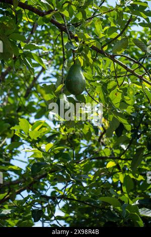 Gros avocats poussant sur un arbre Banque D'Images