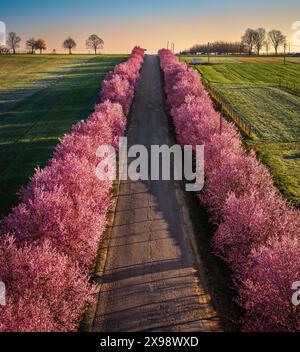 Berkenye, Hongrie - vue panoramique aérienne de pruniers sauvages roses en fleurs le long de la route dans le village de Berkenye un matin de printemps avec bl clair Banque D'Images