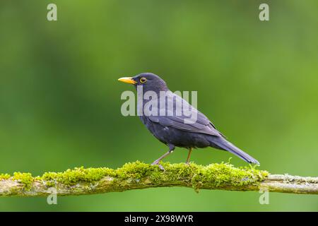 Oiseau noir commun Turdus merula, mâle adulte perché sur une branche couverte de mousse, Suffolk, Angleterre, mai Banque D'Images