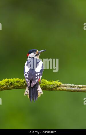 Grand pic tacheté Dendrocopos major, mâle adulte perché sur une branche couverte de mousse, Suffolk, Angleterre, mai Banque D'Images