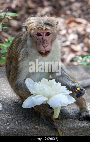 Un singe Toque macaque (nom scientifique Macaca sinica) mangeant une fleur de lotus à Dambulla au Sri Lanka. Banque D'Images