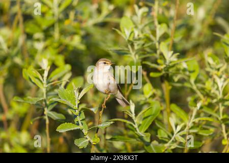 Paruline de saule Phylloscopus trochilus, mâle adulte perché dans la brousse, Suffolk, Angleterre, mai Banque D'Images