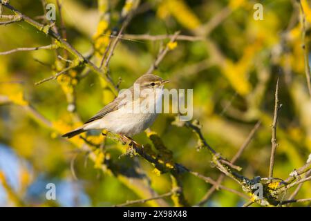 Paruline de saule Phylloscopus trochilus, mâle adulte perché dans la brousse, Suffolk, Angleterre, mai Banque D'Images