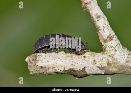 Pillbug Sowbug Woodlouse slater sur tige de plante isopode nature lutte contre les ravageurs. Banque D'Images