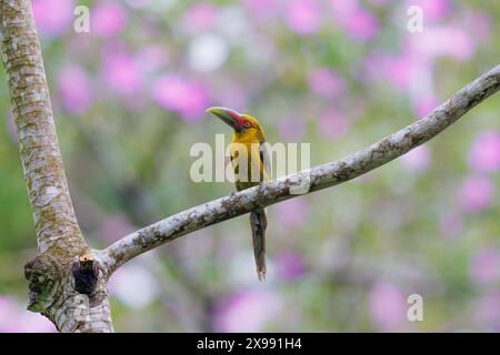 Safran Toucanet perché sur un arbre avec des arbres en fleurs en arrière-plan Banque D'Images
