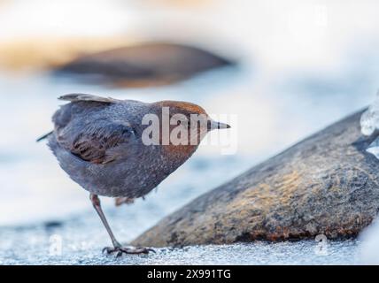 American Dipper debout sur une jambe à côté d'un ruisseau Banque D'Images