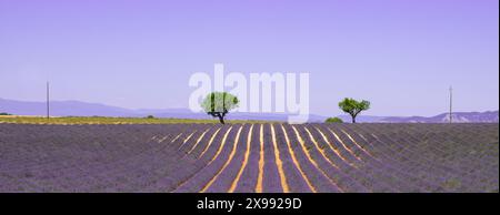 Paysage de champ de lavande violette. Banque D'Images