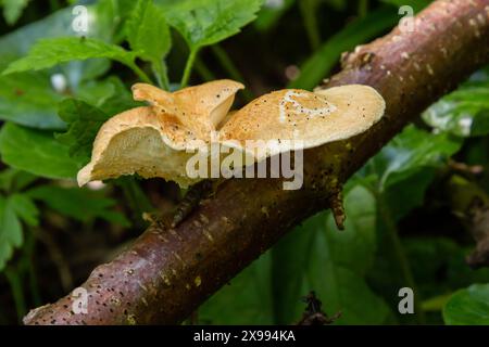 Vue rapprochée du champignon de queue de dinde parmi les champignons Polyporus alveolaris trouvés dans les jardins botaniques de Bogor. Banque D'Images