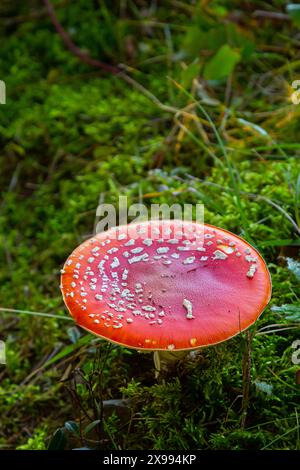 Amanita muscaria, champignons vénéneux. Photo a été prise dans le contexte des forêts naturelles. Banque D'Images