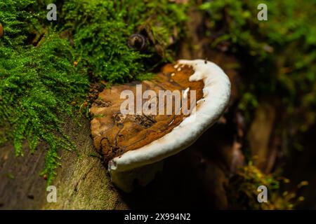 Champignon de pain d'ours brun avec bordures blanches et mousse verte dans la forêt - Ganoderma applanatum. Banque D'Images