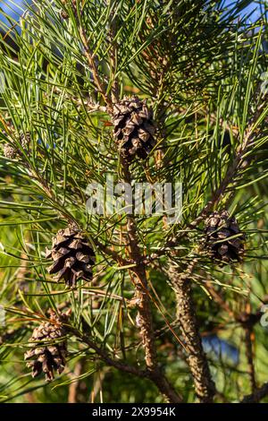 Gros plan sur une jolie pomme de pin suspendue à sa branche et entourée de ses épines vertes. Pomme de pin, épines de pin, branche de pin et ciel bleu. Banque D'Images