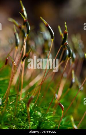 Précieuses gouttes d'eau de la rosée matinale recouvrant une plante isolée de Ceratodon purpureus qui pousse sur la roche, mousse pourpre, sol brûlé Banque D'Images