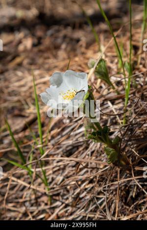Rubus chamaemorus, fleur de mûrier en fleurs Banque D'Images