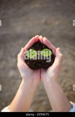 Terres sèches en raison de la sécheresse, du sol et des pousses vertes dans les mains de l'agriculteur, le changement climatique et l'environnement naturel concept de vie précieux Banque D'Images