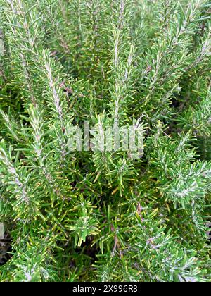 Brins de romarin sur un buisson. Herbe de romarin fraîche une plante utilisée dans la cuisine comme épice aromatique. Banque D'Images