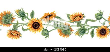 Tournesols. Tiges de fleurs entrelacées. Bannière transparente. Tournesol jaune orangé, bourgeons, feuilles. Jardin et fleurs des champs. Motif été floral. Banque D'Images