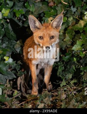 Renard rouge, Vulpes vulpes, debout à l'entrée de la tanière dans le jardin la nuit, Londres, Royaume-Uni Banque D'Images