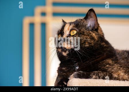 Chat domestique British Shorthair avec manteau écaille de tortue frappant une pose sur une plate-forme de repos. Banque D'Images