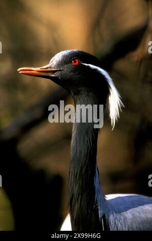 Portrait adulte Demoiselle Crane ( Grus Virgo) Banque D'Images