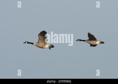 Bernaches du Canada, Branta canadensis, vol en couple, deux en vol, Norfolk Broads Banque D'Images