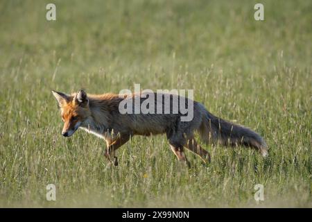 Vixen de renard roux européen, animal sur champ vert (Vulpes vulpes) Banque D'Images