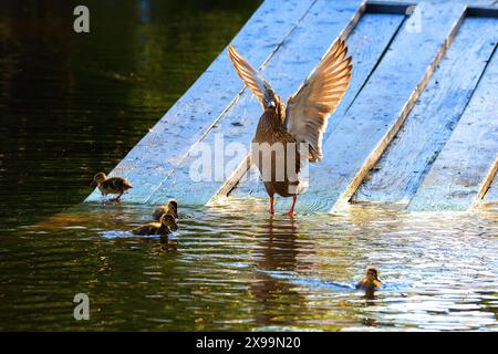 Famille Mallard à l'étang de canards de la ville (Anas platyrhynchos) ; poule avec des canetons sur une terrasse en bois, belle lumière orange de coucher de soleil Banque D'Images