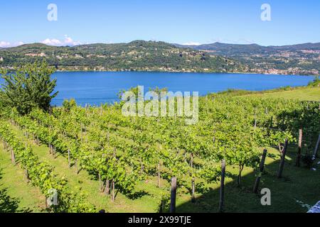 Angera, Varèse, Lombardie, Italie. La Rocca di Angera, ou Rocca Borromeo, également appelée Château Borromeo, est une rocca sur une colline au-dessus de la ville d'Angera sur la rive sud du Lago Maggiore. Il a des origines médiévales. Vue sur les vignes et le lac depuis la forteresse. Banque D'Images