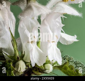 Gros plan des fleurs de l'ortie commune (Urtica dioica) Banque D'Images