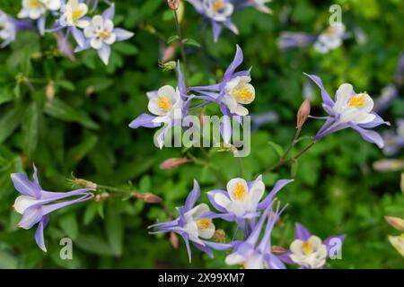 columbine commune, bonnet de grand-mère, columbine européenne, fond de texture de fleurs de bonnet de nuit de grand-mère Banque D'Images